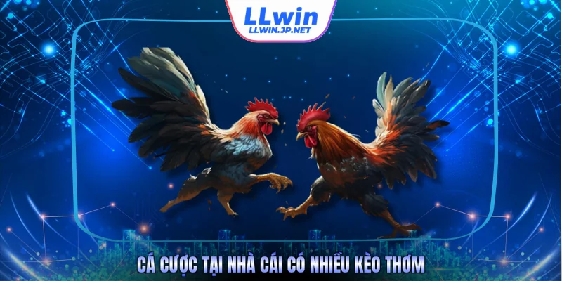 Cá cược tại nhà cái có nhiều kèo thơm